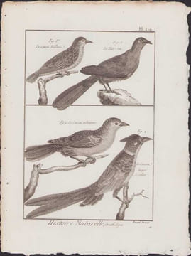 [Buffon, Bonnaterre, Histoire naturelle, Ornithologie], le coucou brillant, le tait-sou, le coucou indicateur, le coucou huppé à collier.. [Buffon, ...