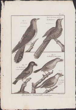 [Buffon, Bonnaterre, Histoire naturelle, Ornithologie], le coucou, le coucou tacheté de Mindanao, le barbu à face couleur de buffle, le barbu à joues ...