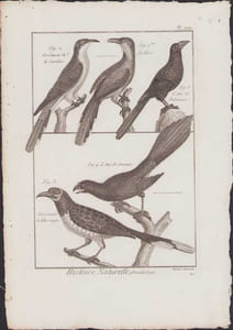 [Buffon, Bonnaterre, Histoire naturelle, Ornithologie], le coucou de la Caroline, le tacco, l'ani des palétuviers, le coucou à tête rouge, l'ani de savanes.