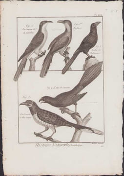 [Buffon, Bonnaterre, Histoire naturelle, Ornithologie], le coucou de la Caroline, le tacco, l'ani des palétuviers, le coucou à tête rouge, l'ani de ...