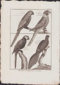 [Buffon, Bonnaterre, Histoire naturelle, Ornithologie], l'ara rouge, la perruche à face bleue, l'ara vert, la perruche tabuan.