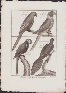 [Buffon, Bonnaterre, Histoire naturelle, Ornithologie], l'ara rouge, la perruche à face bleue, l'ara vert, la perruche tabuan.. [Buffon, Bonnaterre, ...