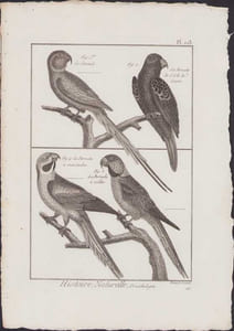 [Buffon, Bonnaterre, Histoire naturelle, Ornithologie], le sinciulo, la perruche de l'isle de Luçon, la perruche à moustaches, la perruche à collier.