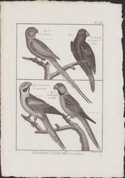 [Buffon, Bonnaterre, Histoire naturelle, Ornithologie], le sinciulo, la perruche de l'isle de Luçon, la perruche à moustaches, la perruche à collier.. ...