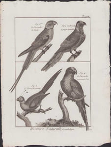 [Buffon, Bonnaterre, Histoire naturelle, Ornithologie], la perruche de Mahé, la perruche à gorge tachetée, la perruche cornue, la perruche couronnée d'or.