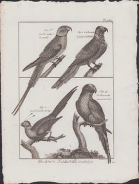[Buffon, Bonnaterre, Histoire naturelle, Ornithologie], la perruche de Mahé, la perruche à gorge tachetée, la perruche cornue, la perruche couronnée ...