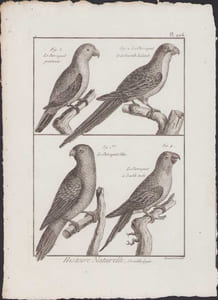 [Buffon, Bonnaterre, Histoire naturelle, Ornithologie], le perroquet printanier, le perroquet de la Nouvelle Zélande, le perroquet bleu, le perroquet à double tache. 