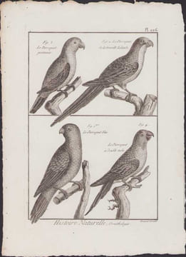 [Buffon, Bonnaterre, Histoire naturelle, Ornithologie], le perroquet printanier, le perroquet de la Nouvelle Zélande, le perroquet bleu, le perroquet ...
