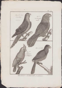[Buffon, Bonnaterre, Histoire naturelle, Ornithologie], le lori de la Chine, le perroquet maillé, le cacatoès des Philippines, le vasa.