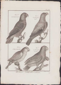 [Buffon, Bonnaterre, Histoire naturelle, Ornithologie], le grand lori, le perroquet vert, l'amazone jaune, le perroquet de Cuba.