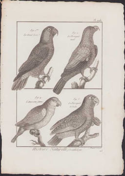 [Buffon, Bonnaterre, Histoire naturelle, Ornithologie], le grand lori, le perroquet vert, l'amazone jaune, le perroquet de Cuba.. [Buffon, Bonnaterre, ...
