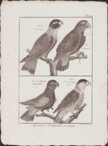 [Buffon, Bonnaterre, Histoire naturelle, Ornithologie], le caïca,le maipouri, le papegai à tête bleue, le perroquet varié.