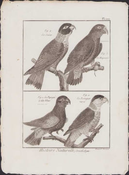 [Buffon, Bonnaterre, Histoire naturelle, Ornithologie], le caïca,le maipouri, le papegai à tête bleue, le perroquet varié.. [Buffon, Bonnaterre, ...