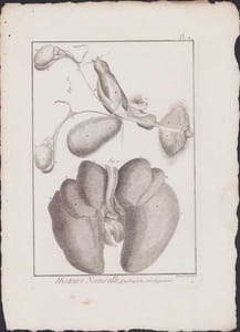 [Buffon, Bonnaterre, Histoire naturelle, Quadrupèdes, Mammifères], organes dont poumons.