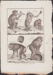 [Buffon, Bonnaterre, Histoire naturelle, Quadrupèdes, Mammifères], Singes : le pithèque, le mantegar, le magot, le grand papion.