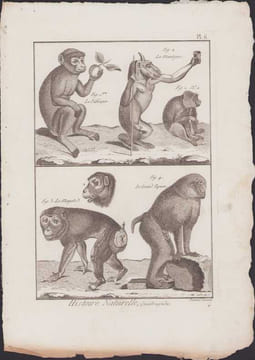 [Buffon, Bonnaterre, Histoire naturelle, Quadrupèdes, Mammifères], Singes : le pithèque, le mantegar, le magot, le grand papion.. [Buffon, Bonnaterre, ...