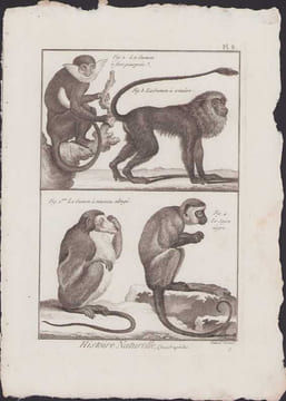 [Buffon, Bonnaterre, Histoire naturelle, Quadrupèdes, Mammifères], Singes : la guenon à face pourprée, le guenon à crinière, la guenon à museau ...