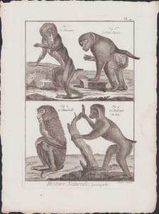 [Buffon, Bonnaterre, Histoire naturelle, Quadrupèdes, Mammifères], Singes : le mormon, le petit papion, le mandrill, le babouin des bois.