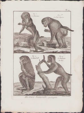 [Buffon, Bonnaterre, Histoire naturelle, Quadrupèdes, Mammifères], Singes : le mormon, le petit papion, le mandrill, le babouin des bois.. [Buffon, ...