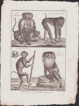 [Buffon, Bonnaterre, Histoire naturelle, Quadrupèdes, Mammifères], singes : l'hamadrias, le nouveau babouin, le maimon, l'ouanderou.. [Buffon, ...