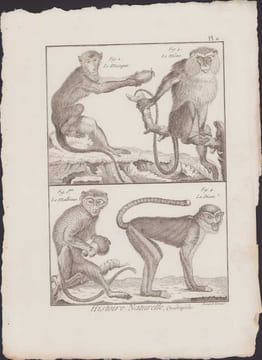 [Buffon, Bonnaterre, Histoire naturelle, Quadrupèdes, Mammifères], singes : le macaque, le mône, le malbrouc, la diane.. [Buffon, Bonnaterre, Histoire ...