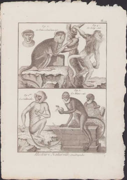 [Buffon, Bonnaterre, Histoire naturelle, Quadrupèdes, Mammifères], Singes : le patas à bandeau noir, le long-nez, le callitriche, le blanc-nez.. ...