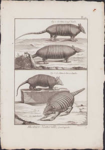 [Buffon, Bonnaterre, Histoire naturelle, Quadrupèdes, Mammifères], le tatou à neuf bandes, le tatou à huit bandes, le tatou à douze bandes, le tatou à dix-huit bandes.