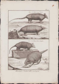 [Buffon, Bonnaterre, Histoire naturelle, Quadrupèdes, Mammifères], le tatou à neuf bandes, le tatou à huit bandes, le tatou à douze bandes, le tatou à ...