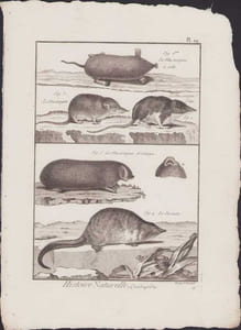 [Buffon, Bonnaterre, Histoire naturelle, Quadrupèdes, Mammifères], la musaraigne à crête, la musaraigne, la musaraigne d'eau, la musaraigne asiatique, le desman.