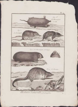 [Buffon, Bonnaterre, Histoire naturelle, Quadrupèdes, Mammifères], la musaraigne à crête, la musaraigne, la musaraigne d'eau, la musaraigne asiatique, ...