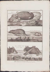 [Buffon, Bonnaterre, Histoire naturelle, Quadrupèdes, Mammifères], la musaraigne brune, la musaraigne de l'Inde, la petite musaraigne, la chauve-souris fer-de-lance.
