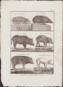 [Buffon, Bonnaterre, Histoire naturelle, Quadrupèdes, Mammifères], le tendrac, le tanrec, le sanglier, le marcassin, le cochon de Siam, le cochon de lait domestique.