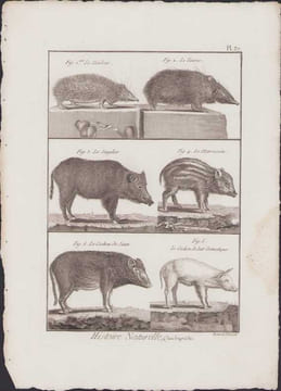 [Buffon, Bonnaterre, Histoire naturelle, Quadrupèdes, Mammifères], le tendrac, le tanrec, le sanglier, le marcassin, le cochon de Siam, le cochon de ...