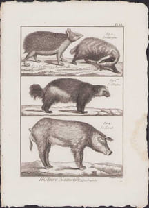 [Buffon, Bonnaterre, Histoire naturelle, Quadrupèdes, Mammifères], le hérisson à longues oreilles, le carcajou, le glouton, le verrat.