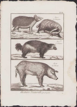 [Buffon, Bonnaterre, Histoire naturelle, Quadrupèdes, Mammifères], le hérisson à longues oreilles, le carcajou, le glouton, le verrat.. [Buffon, ...