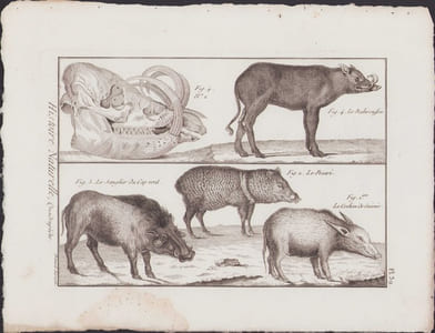 [Buffon, Bonnaterre, Histoire naturelle, Quadrupèdes, Mammifères], le babiroussa, le sanglier du Cap vert, le pecari, le cochon de Guinée.