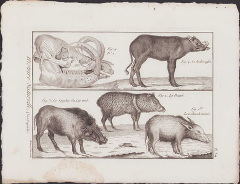 [Buffon, Bonnaterre, Histoire naturelle, Quadrupèdes, Mammifères], le babiroussa, le sanglier du Cap vert, le pecari, le cochon de Guinée.. [Buffon, ...