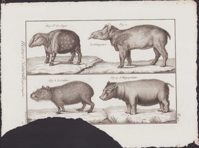 [Buffon, Bonnaterre, Histoire naturelle, Quadrupèdes, Mammifères], le tapir, le maïpouri, le cabiai, l'hippopotame.