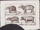 [Buffon, Bonnaterre, Histoire naturelle, Quadrupèdes, Mammifères], le tapir, le maïpouri, le cabiai, l'hippopotame.. [Buffon, Bonnaterre, Histoire ...