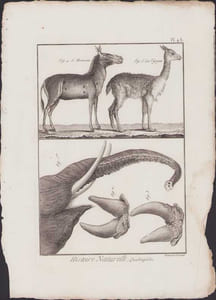 [Buffon, Bonnaterre, Histoire naturelle, Quadrupèdes, Mammifères], l'hémione, la vigogne, les défenses d'éléphant.