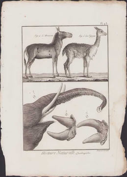 [Buffon, Bonnaterre, Histoire naturelle, Quadrupèdes, Mammifères], l'hémione, la vigogne, les défenses d'éléphant.. [Buffon, Bonnaterre, Histoire ...