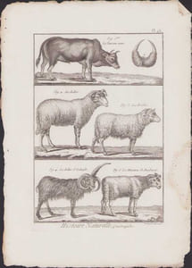 [Buffon, Bonnaterre, Histoire naturelle, Quadrupèdes, Mammifères], le taureau nain, le bélier, la brebis, le bélier d'Islande, le mouton de Barbarie.