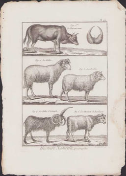 [Buffon, Bonnaterre, Histoire naturelle, Quadrupèdes, Mammifères], le taureau nain, le bélier, la brebis, le bélier d'Islande, le mouton de Barbarie.. ...