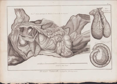 [Buffon, Bonnaterre, Histoire naturelle, Quadrupèdes, Mammifères], cheval : parties intérieures du cheval ou l'ensemble des viscères, le poumon vu inférieurement, l'estomac vu de profil et intestins grêles.