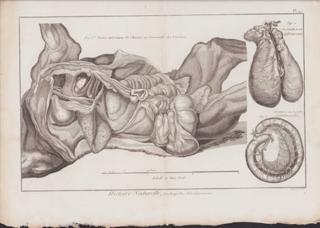 [Buffon, Bonnaterre, Histoire naturelle, Quadrupèdes, Mammifères], cheval : parties intérieures du cheval ou l'ensemble des viscères, le poumon vu ...