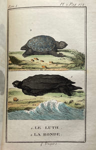 Histoire naturelle des quadrupèdes ovipares et des serpents.