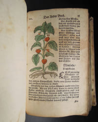 Kurtzes Handtbüchlein, und Experiment, vieler Artzneyen, durch den gantzen Cörper deß Menschens, von dem Haupt biß auff die Füß - [1677] 