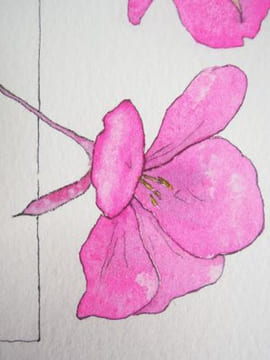 Pérégrinations d'une sauterelle au jardin - Papier Aquarelle - 2022. SOLEILLANT, Lison