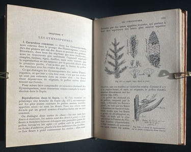 Botanique - Histoire naturelle pour les classes élémentaires - 1896