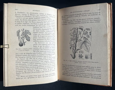 Botanique - Histoire naturelle pour les classes élémentaires - 1896